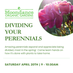 Dividing your perennials