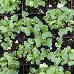 April showers and more showers...