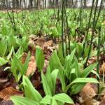 Happy Earth day, market Order form